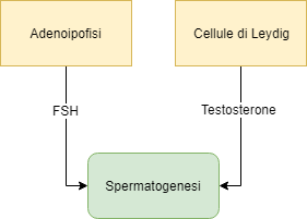 Controllo ormonale della spermatogenesi